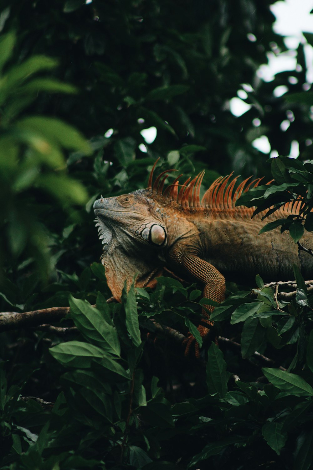 brown and gray bearded dragon on green leaves