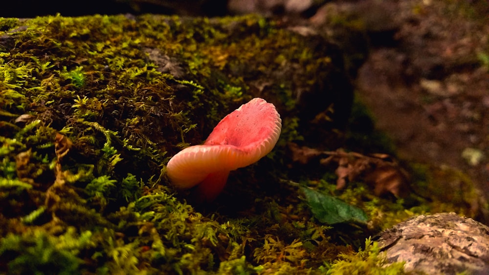 brown mushroom on green grass