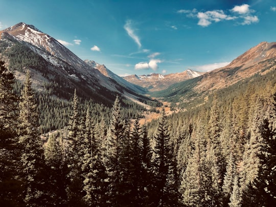 green pine trees on mountain under blue sky during daytime in Buena Vista United States