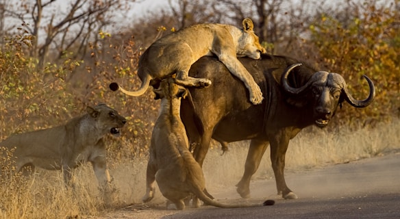 A group of lions is engaging in a hunt, with two lions actively attacking a large buffalo. One lion is on the buffalo's back, while another is attempting to bring it down from the side. A third lion appears to be in a supportive position, possibly preparing to join the action. The environment is a dry, wooded area with sparse trees and shrubs, suggesting a savanna setting.