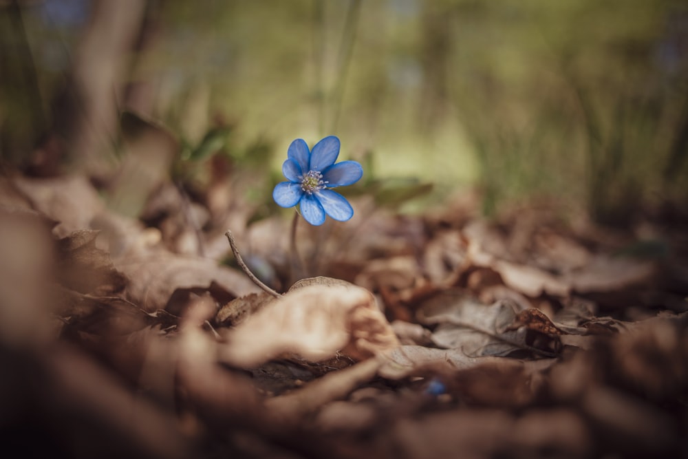 blue flower on brown dried leaves