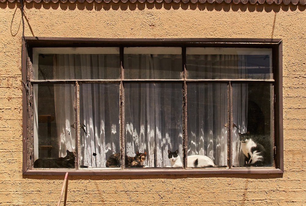 white and black cat on window