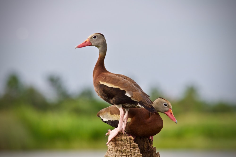 brown duck on brown wooden log during daytime