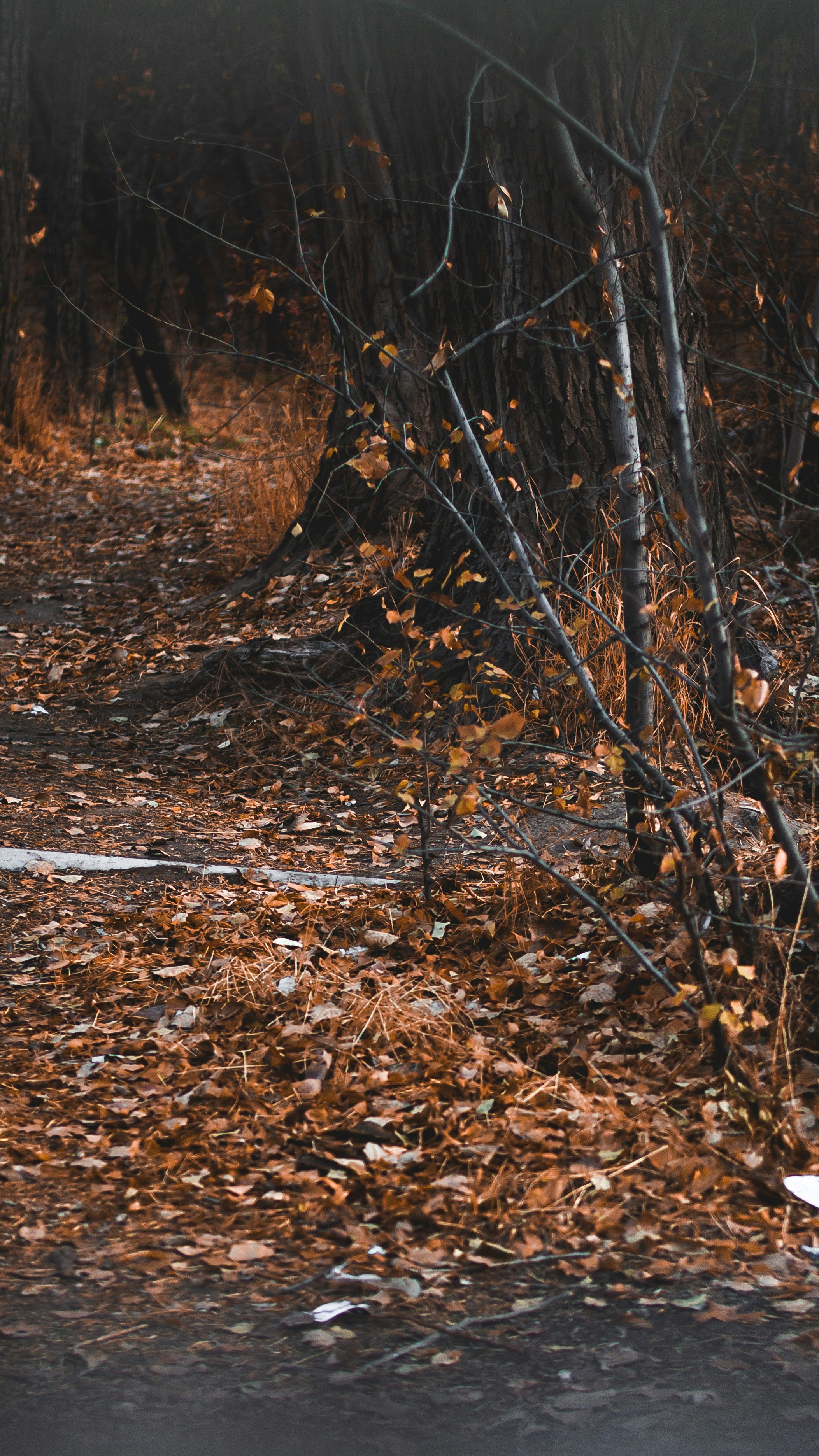 Photo by idinebrahimi