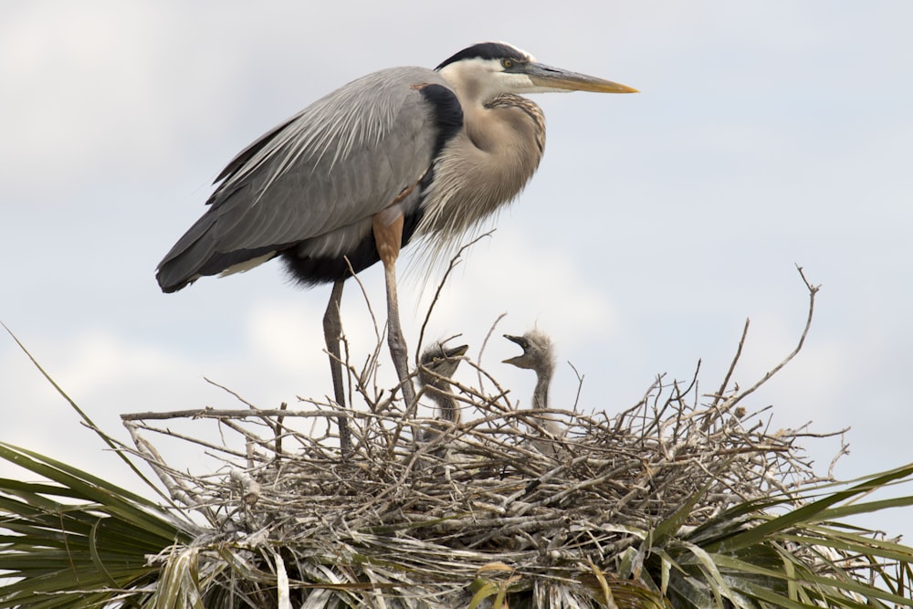 grey heron perched on brown grass during daytime