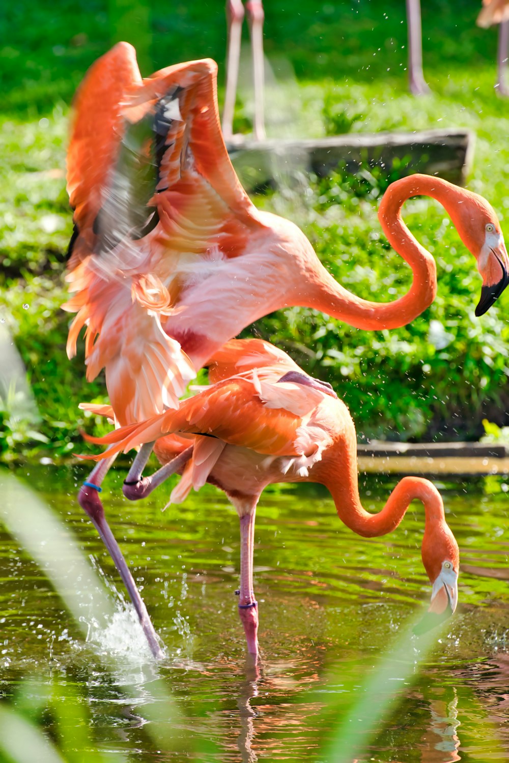 pink flamingos on water during daytime