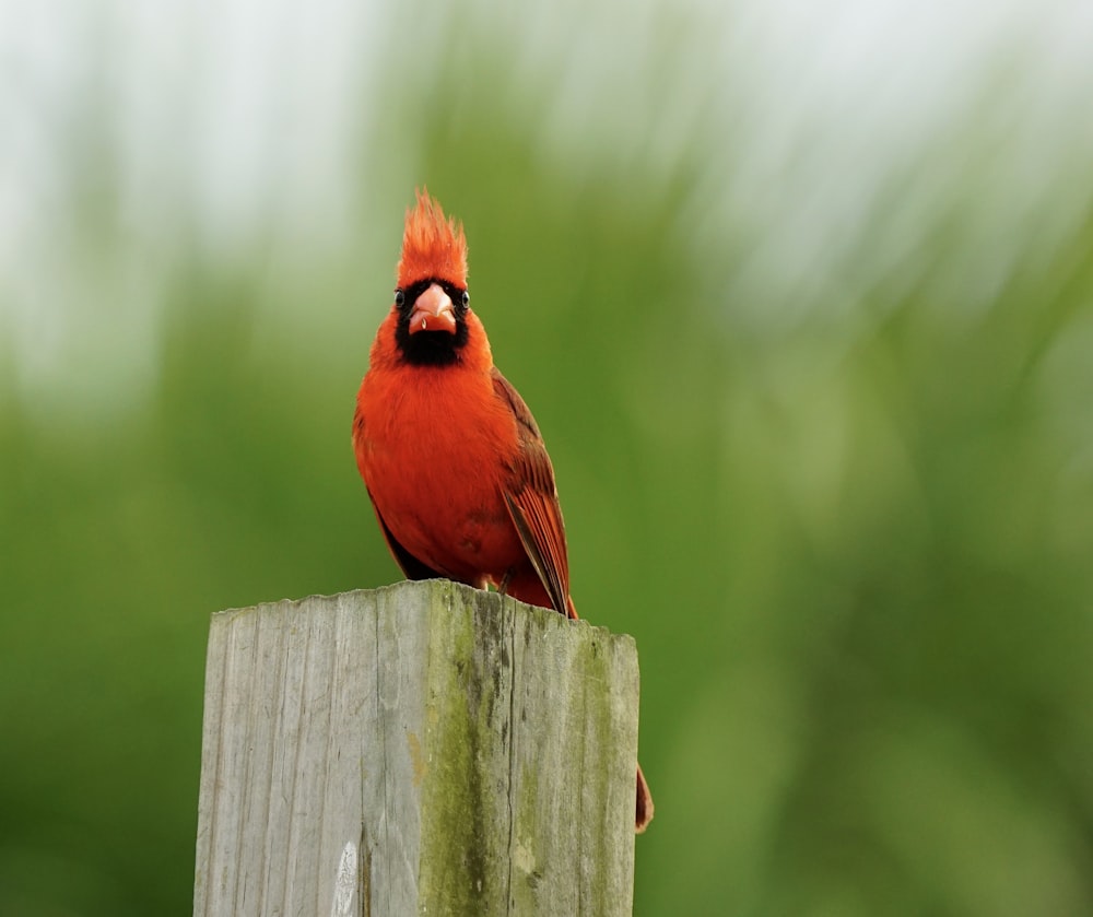 red cardinal bird on brown wooden fence during daytime