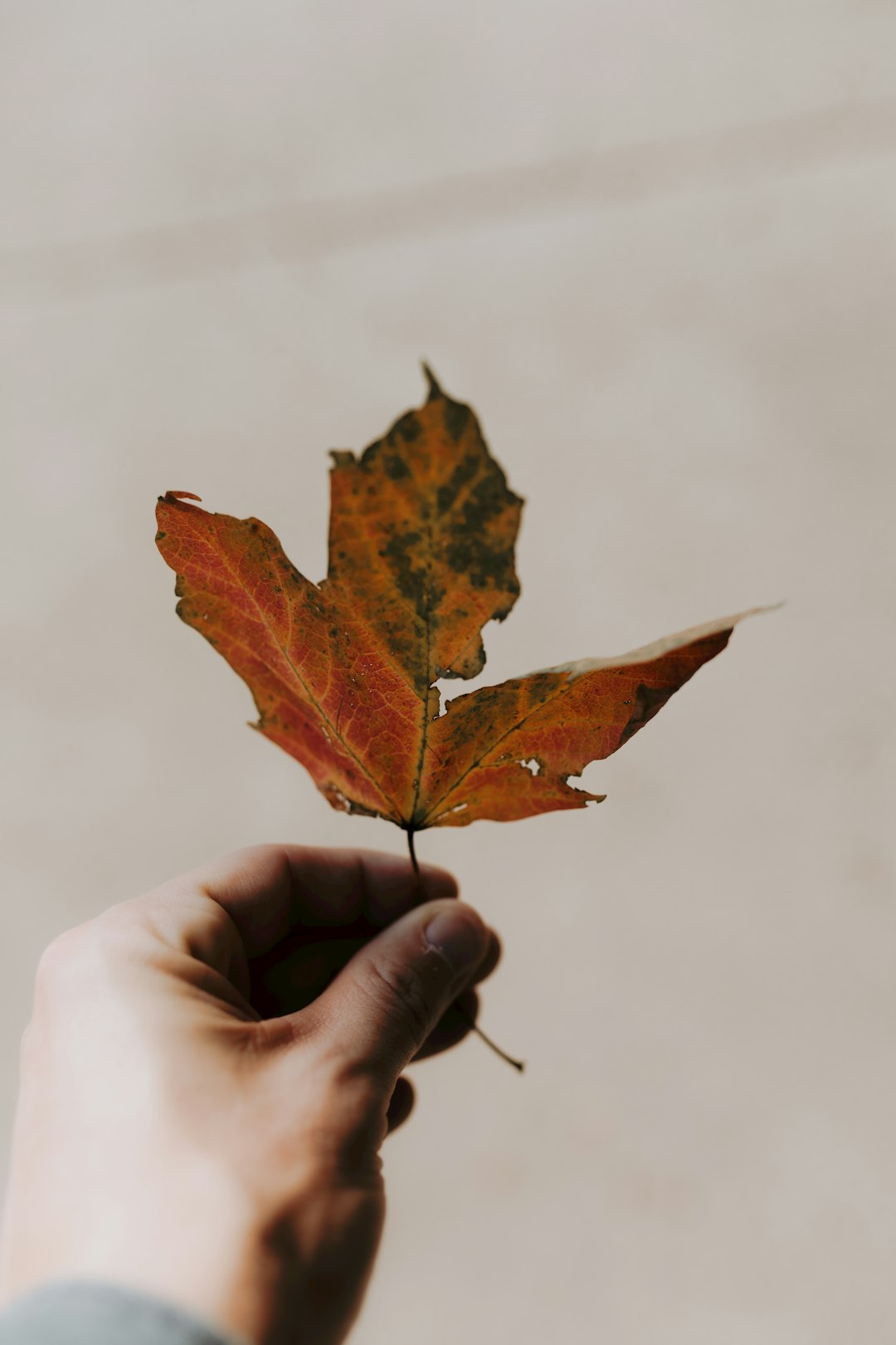 person holding brown maple leaf