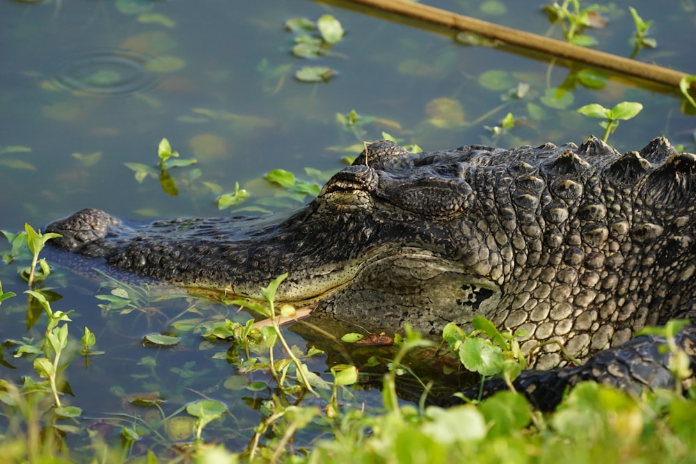 black crocodile on water during daytime