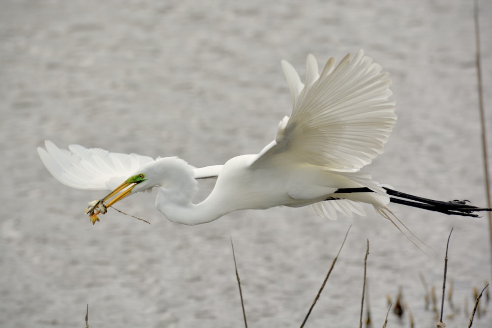 white bird on brown stick