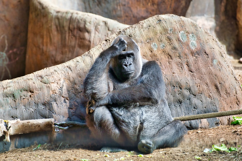 black gorilla sitting on brown rock during daytime