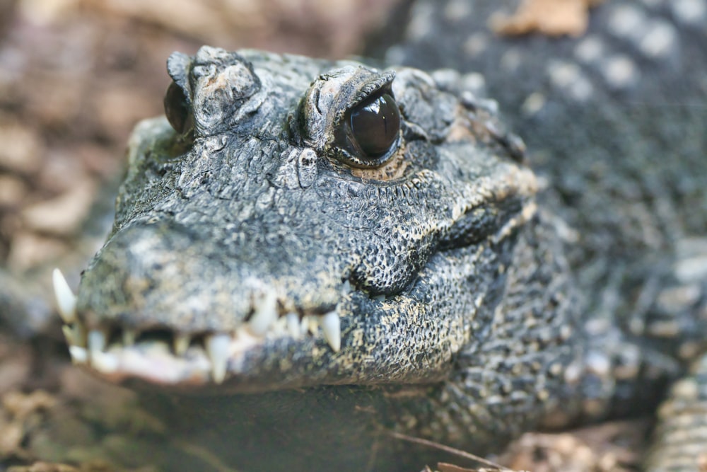 black crocodile lying on ground