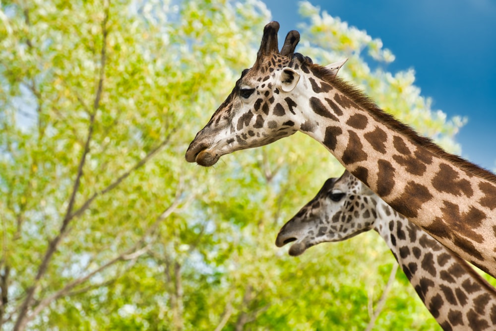 brown and white giraffe during daytime