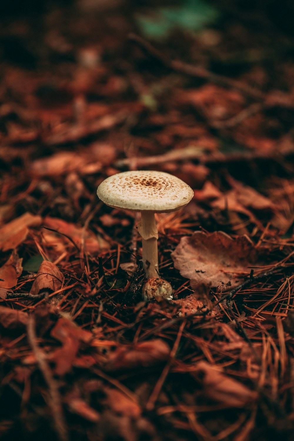 white and brown mushroom on brown dried leaves