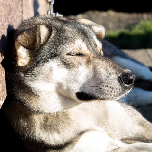 black and white siberian husky