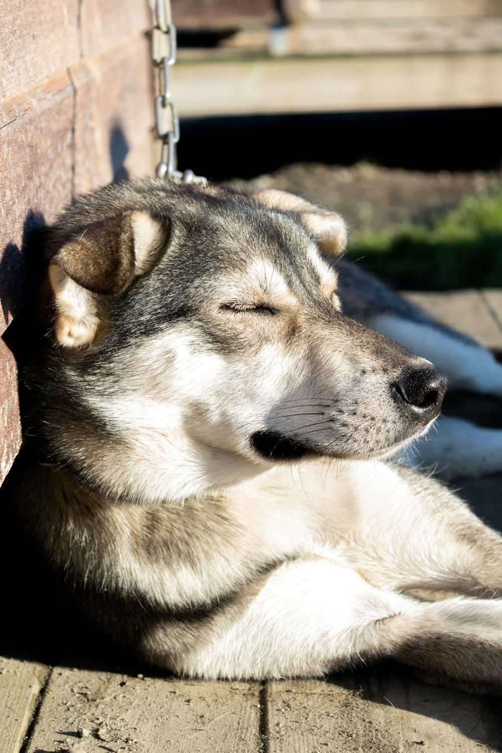 black and white siberian husky