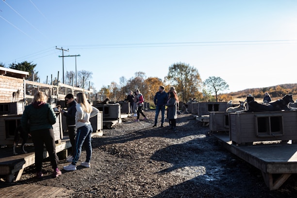 A group of people is gathered in an outdoor area with wooden platforms, likely a dog kennel or training area. Several individuals are interacting with dogs, which are resting on the platforms. The setting is bright, with a clear blue sky and a backdrop of autumn trees, indicating a rural or nature-related environment.