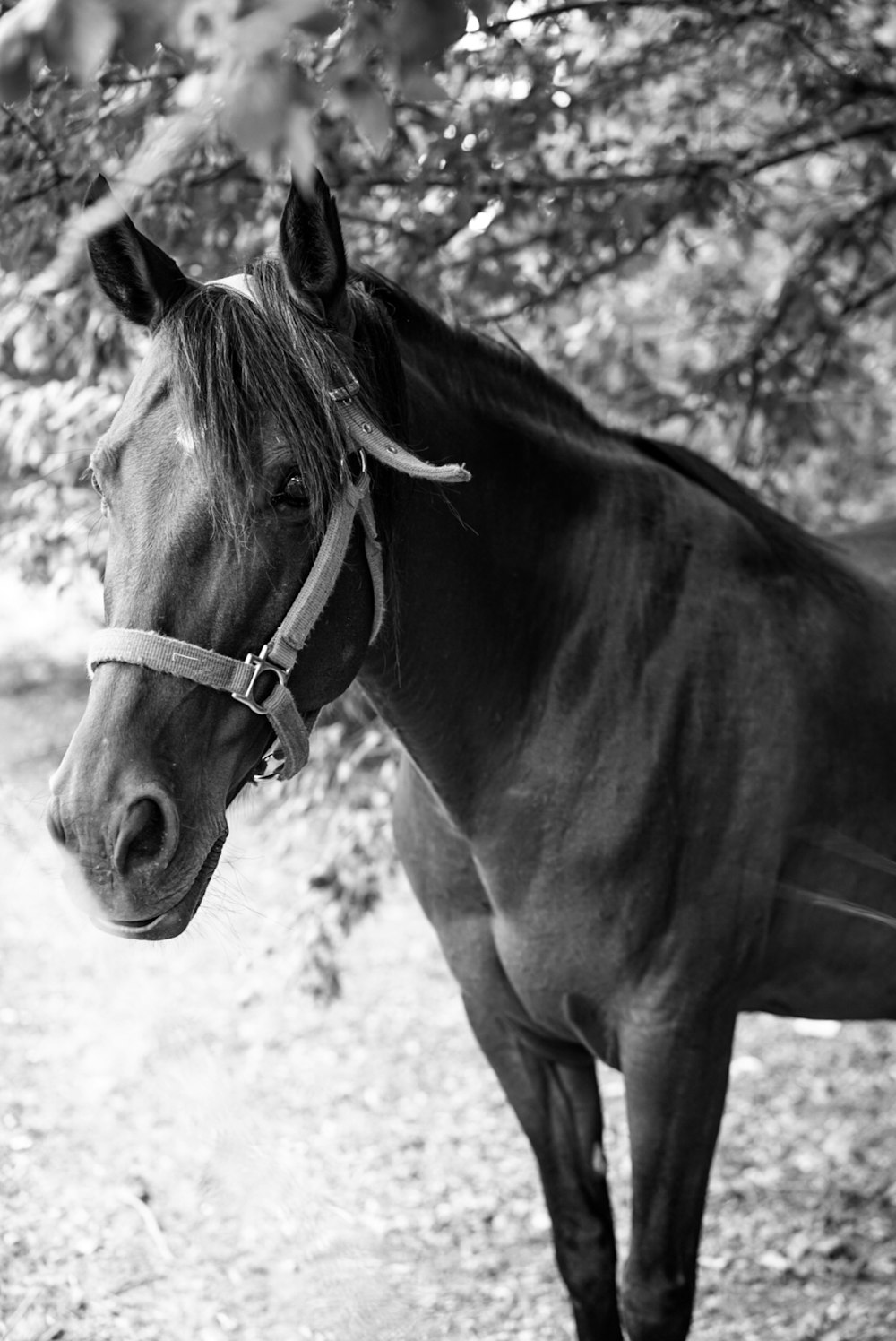 grayscale photo of horse head