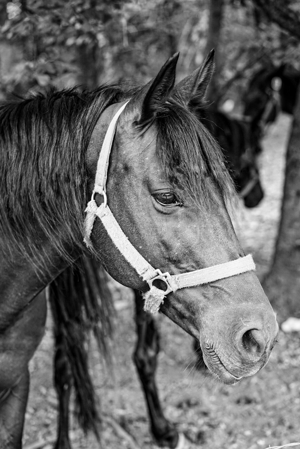 grayscale photo of horse head