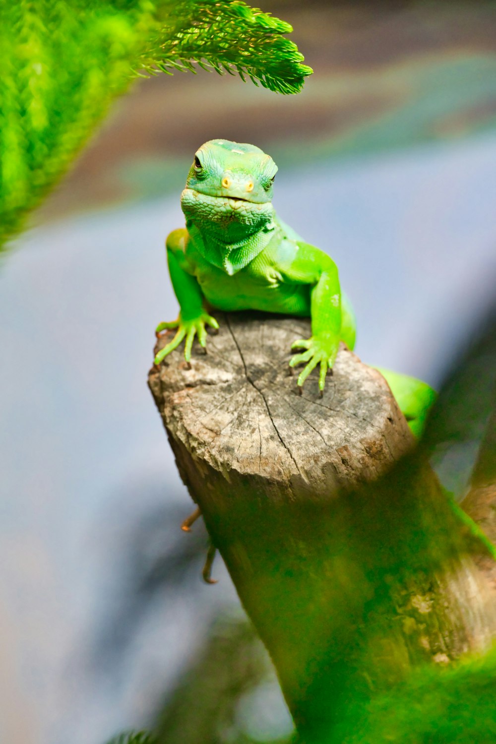 green lizard on brown wood