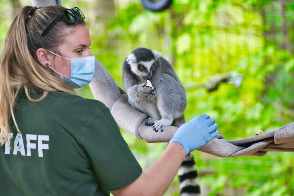 gray and white lemur on persons lap