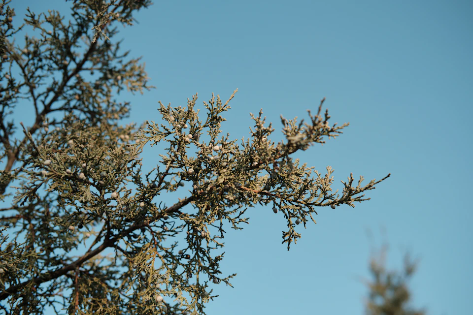 The image depicts a serene winter scene with two trees standing side by side against a clear blue sky. The tree on the left is adorned with green leaves, while its companion on the right has lost all its leaves and stands bare. Both trees are located in the lower part of the frame, creating a sense of depth and perspective.