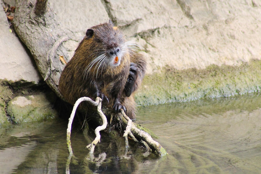 brown and black animal on water