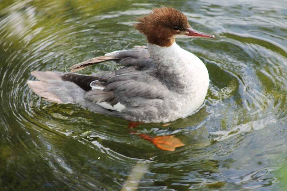 white and black duck on water