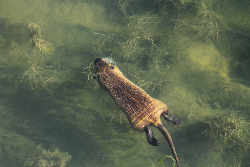 brown and black seal on green water