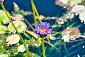 A vibrant purple lotus flower with a yellow center stands out against a blurred background of green leaves and water, with sunlight reflecting off the surface creating bright bokeh effects.