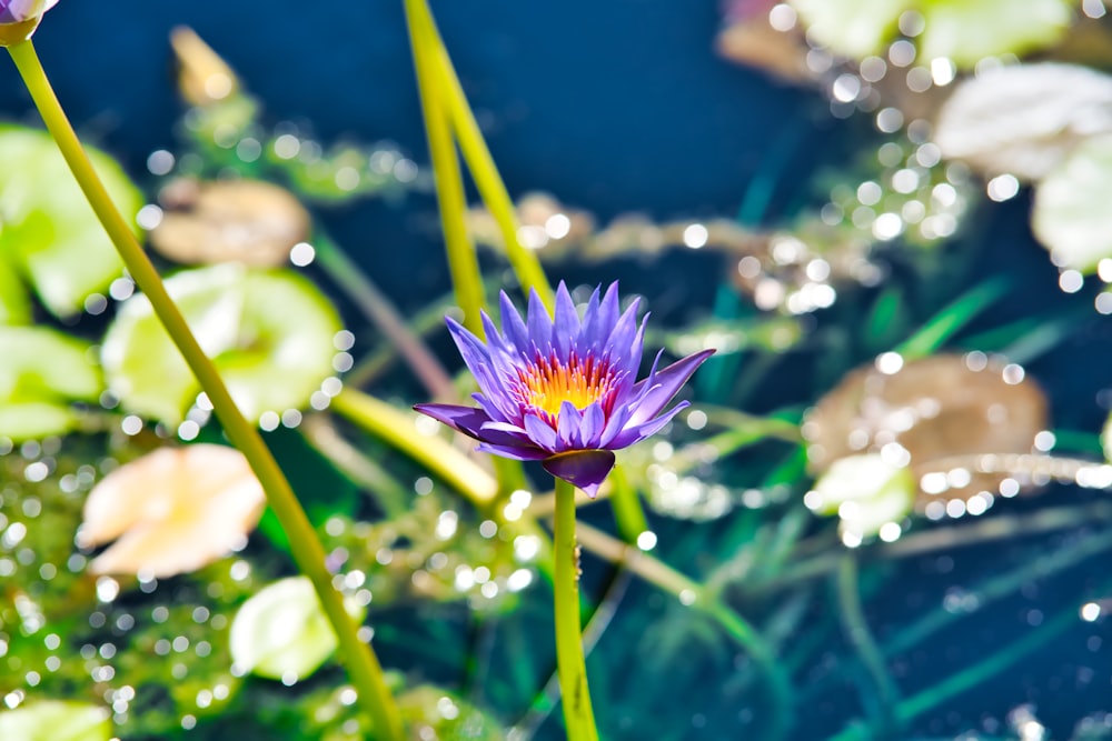 purple waterlily in bloom during daytime