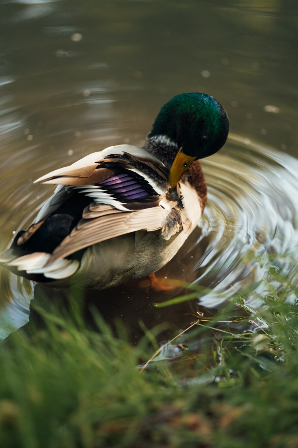 mallard duck on water during daytime