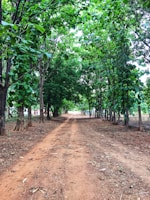 green trees on brown soil during daytime