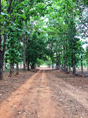 green trees on brown soil during daytime