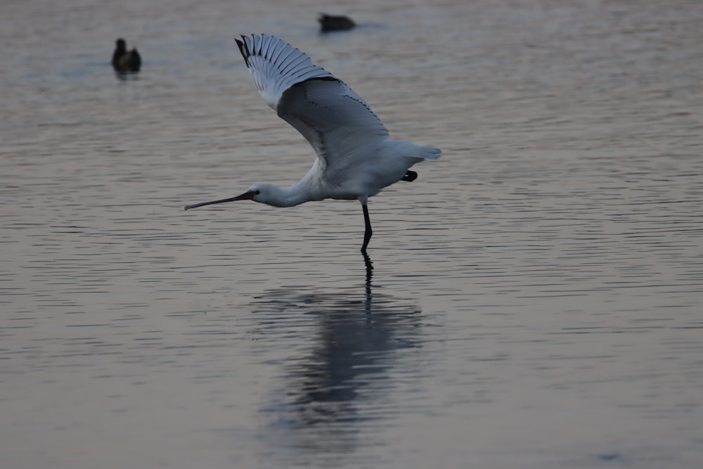 pájaro blanco volando sobre el mar durante el día