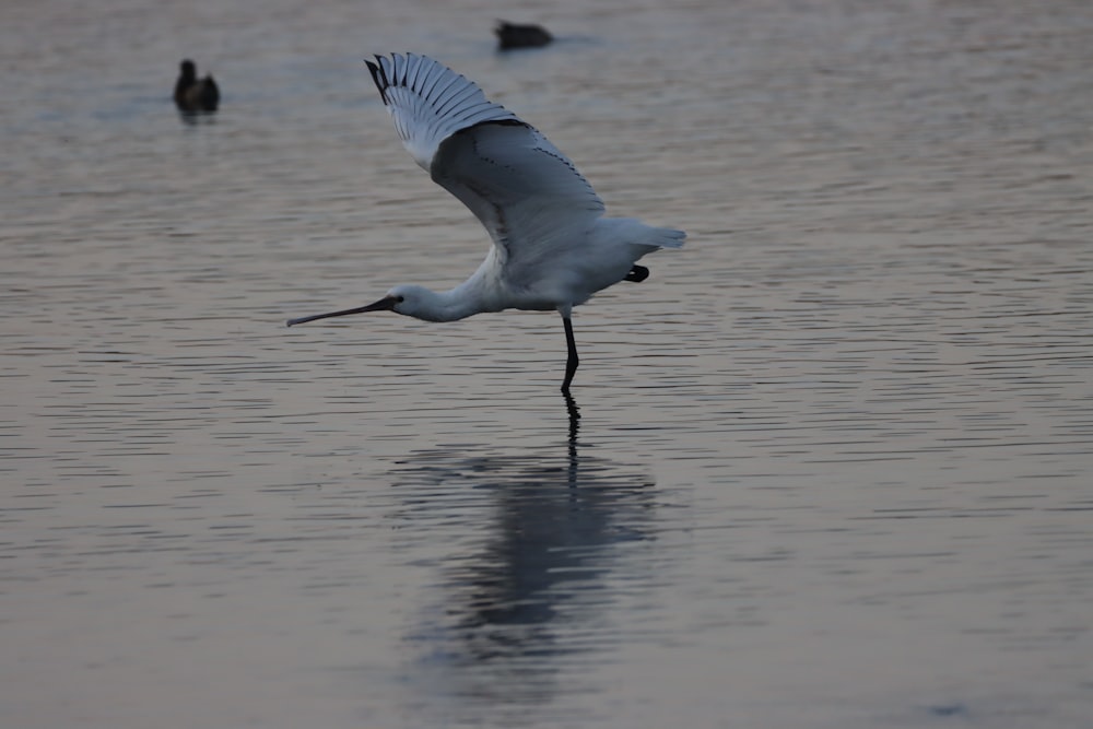 white bird flying over the sea during daytime