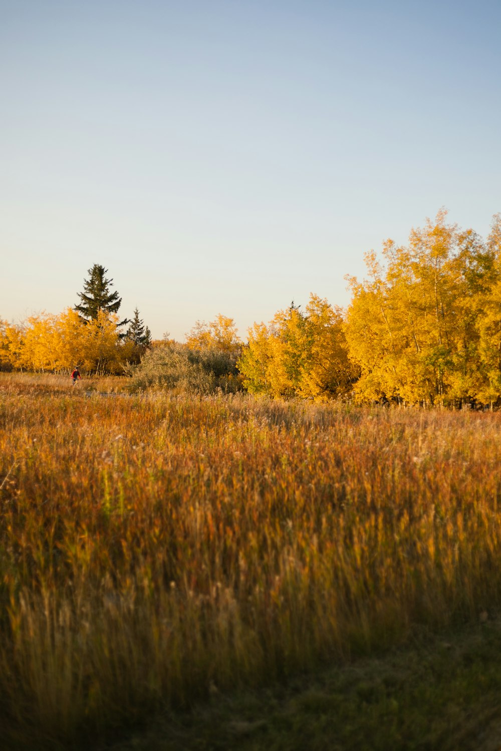 brown grass field with yellow and green trees