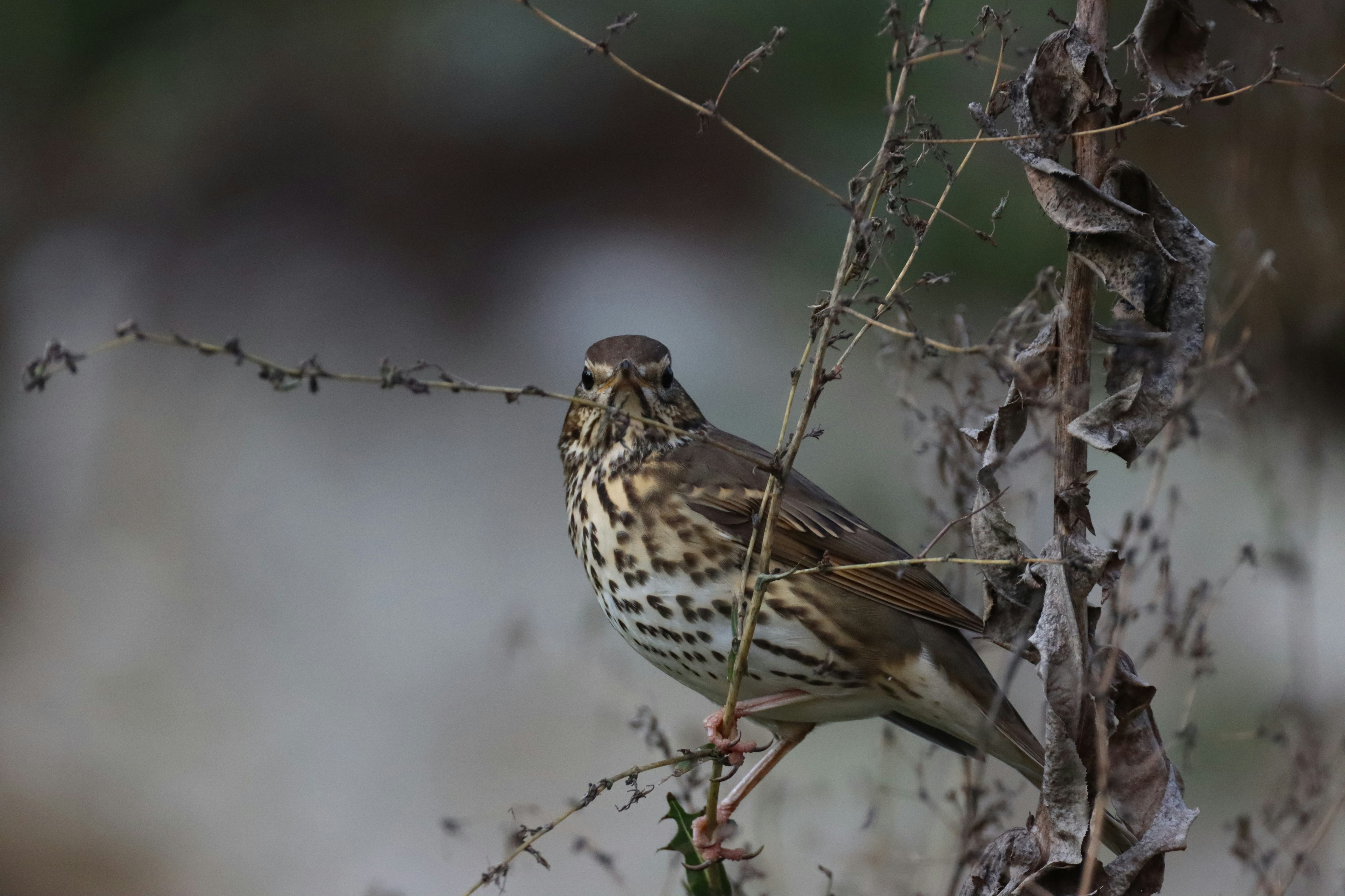 Photo by photasticlab