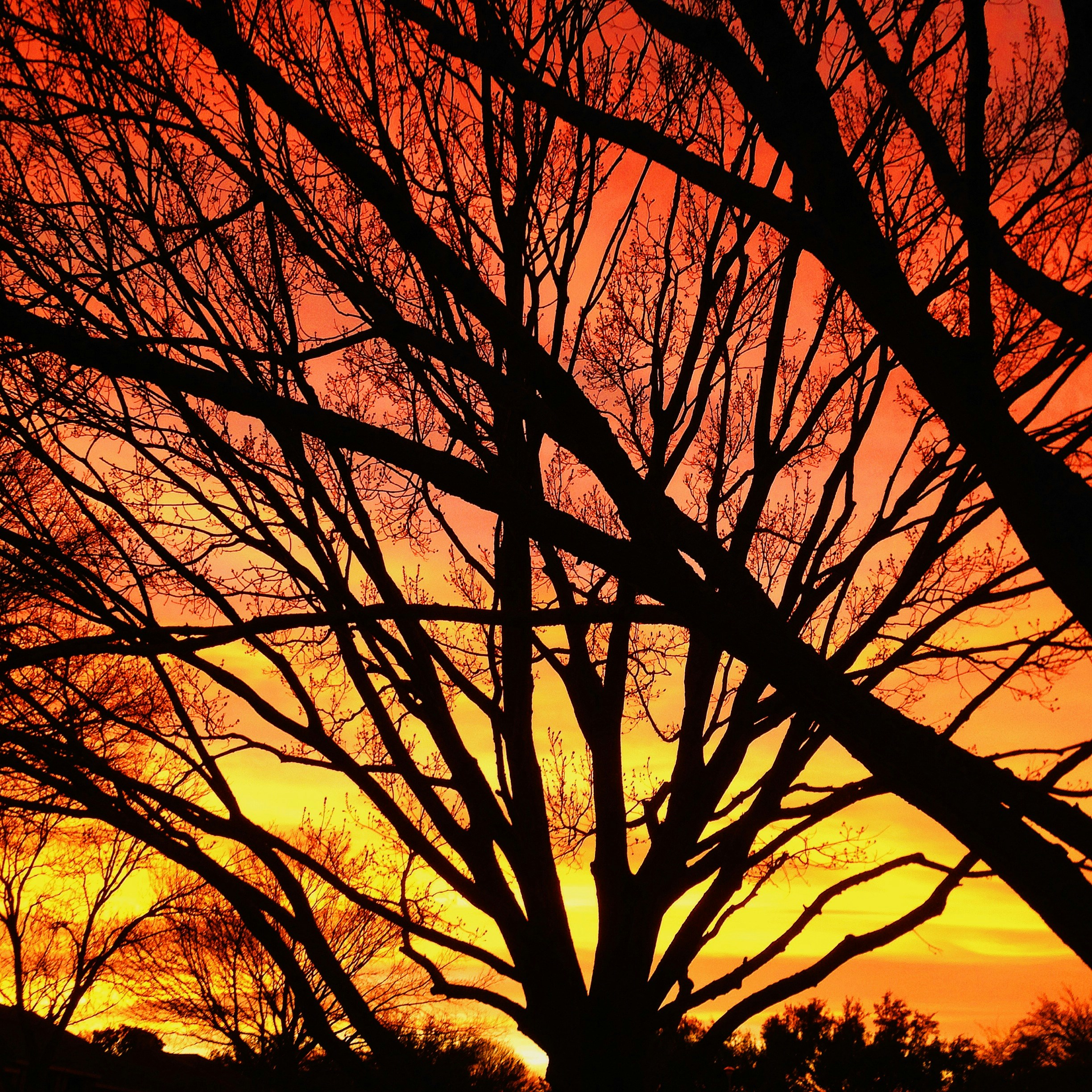 silhouette of trees during sunset