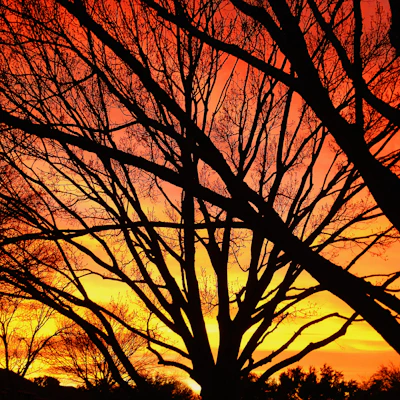Garland, TX