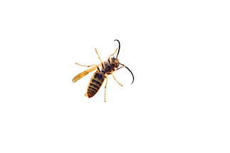 A close-up image of a wasp with detailed view of its body, wings, and antennae against a white background.
