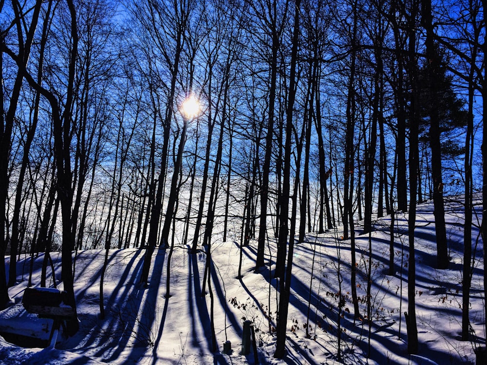 árboles desnudos en el suelo cubierto de nieve durante el día