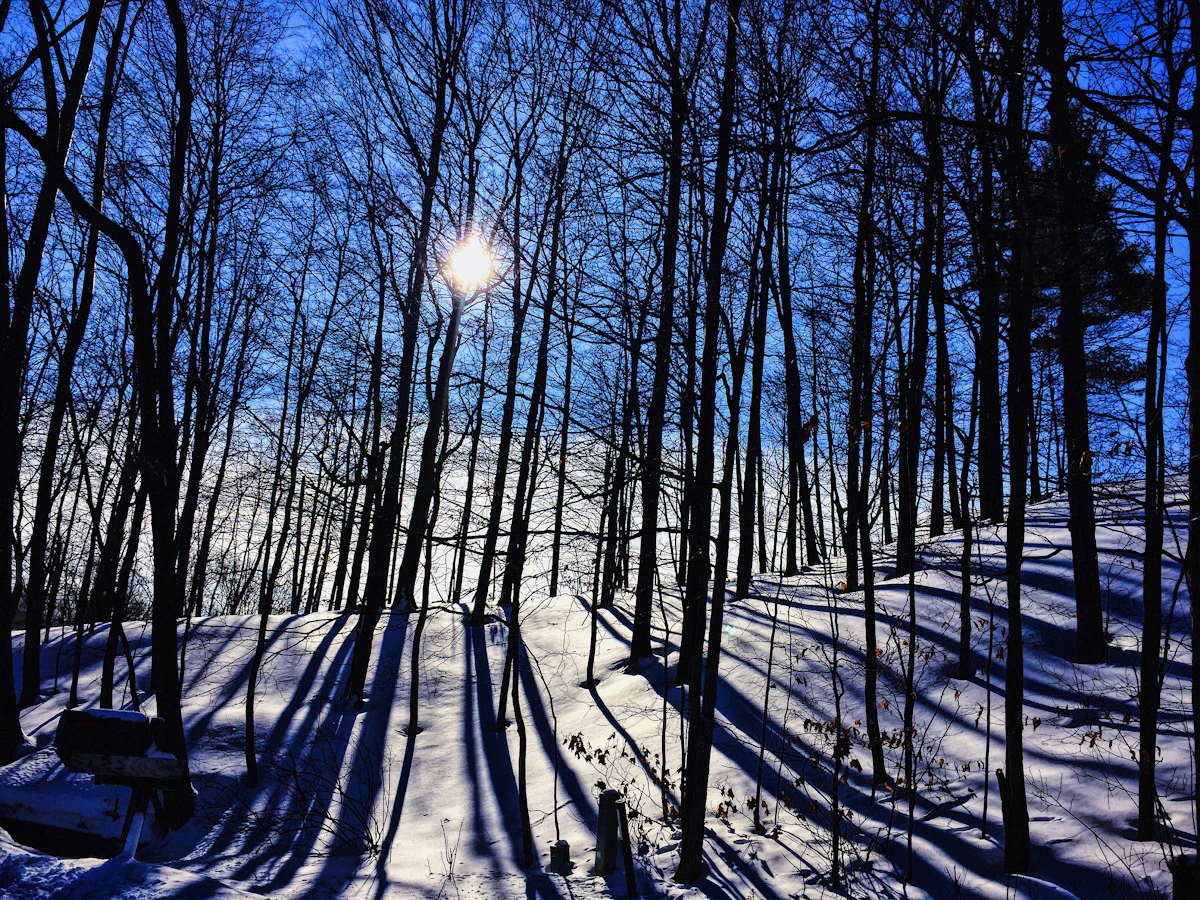 Bare trees casting long shadows on fresh snow on a hillside in Traverse City