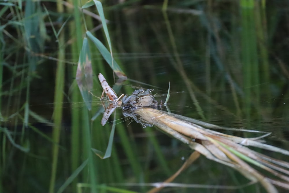 libélula negra y marrón posada en la hierba verde durante el día