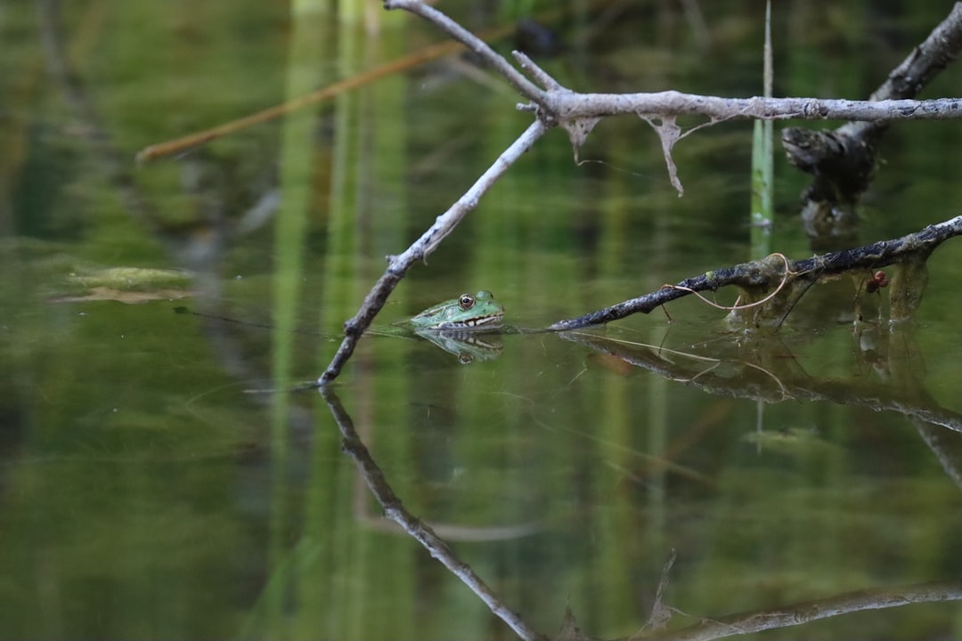 Forest photo spot Klingnauer Stausee Ruine Clanx