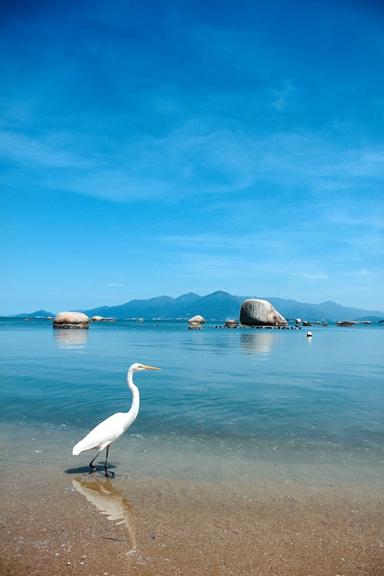 white bird on water during daytime in Florianópolis Brasil