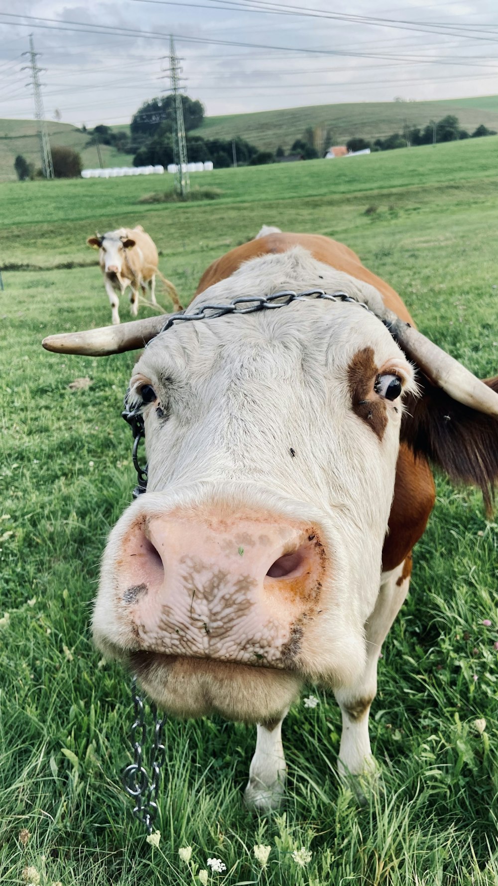 a cow with a chain around its neck standing in a field