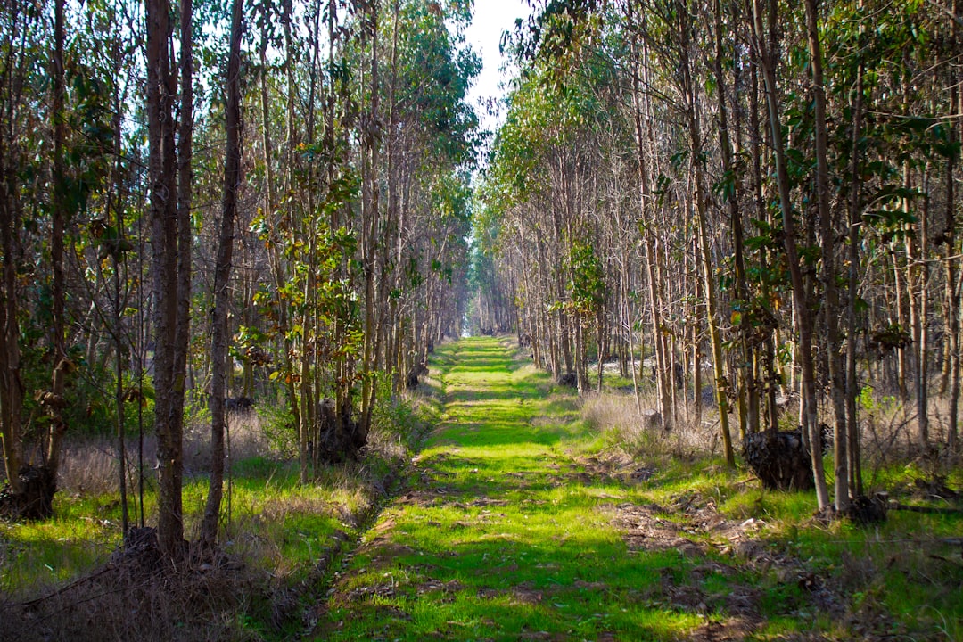 Forest photo spot HuaquÃ©n Puchuncavi