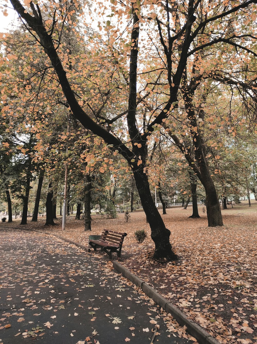 brown wooden bench under brown trees