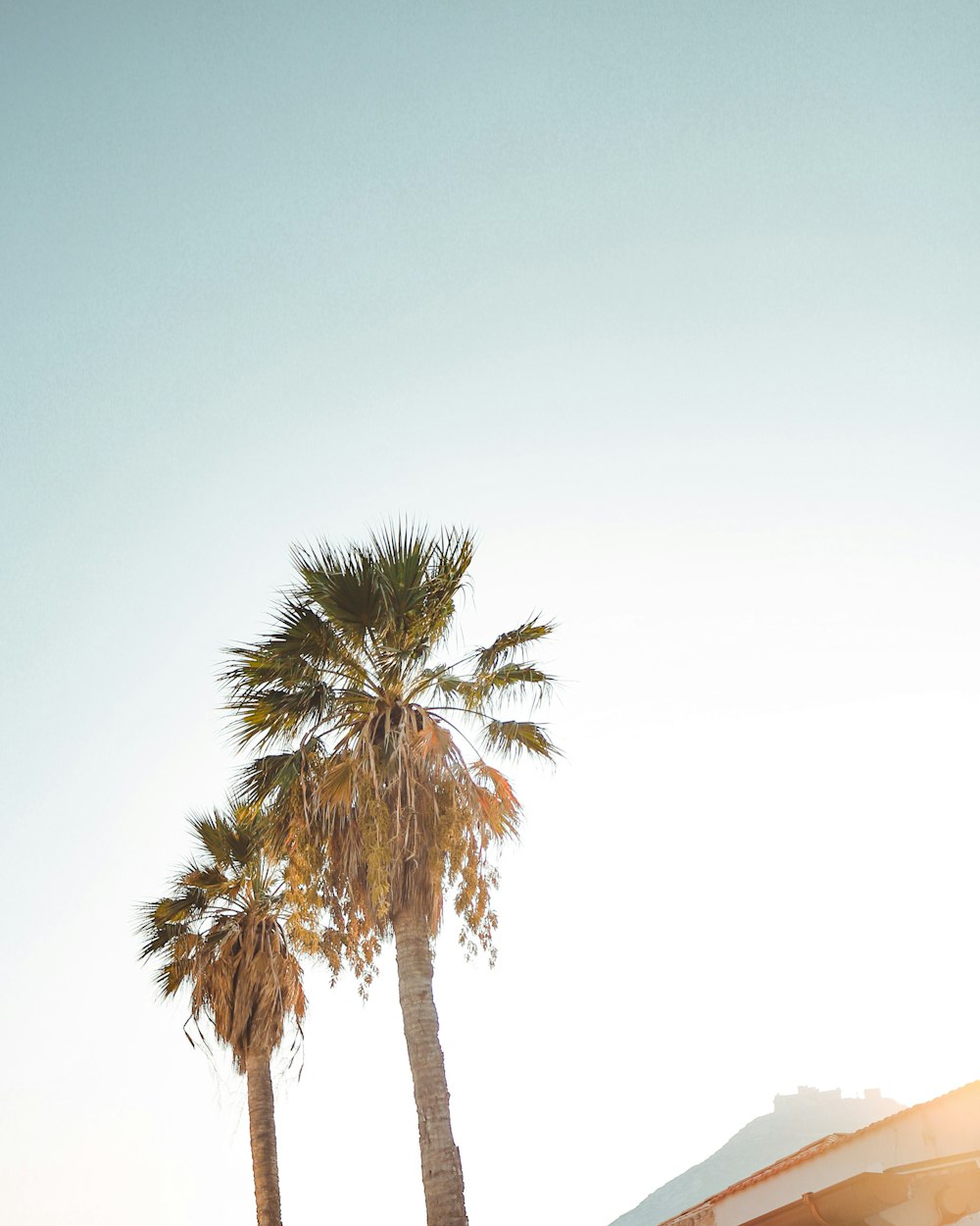 green palm tree under white sky during daytime